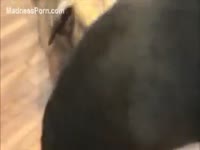 [ Pet XXX Tube ] Black aroused dog amazingly finishes in its lewd mistress after fucking